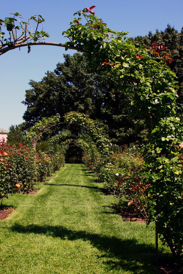 Garden Arches